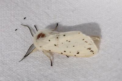 Spilosoma lubricipeda