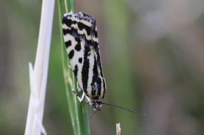 Emmelia trabealis