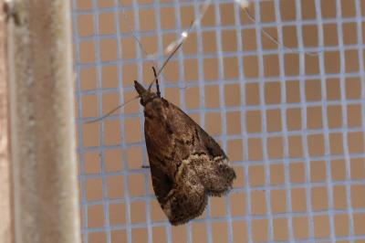 Schrankia taenialis