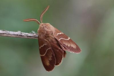 Lasiocampidae