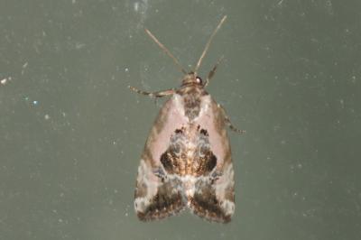 Elaphria venustula