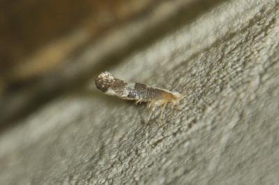 Argyresthia spinosella