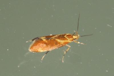 Metalampra italica