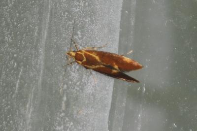 Metalampra italica