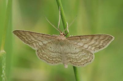 Idaea macilentaria
