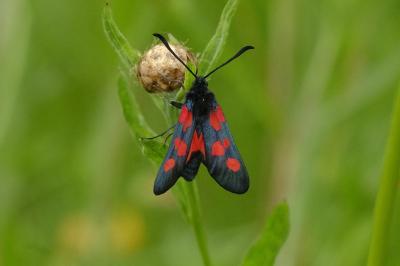 Zygaena trifolii
