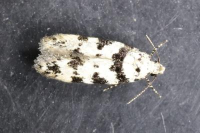 Pseudotelphusa scalella