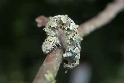 Cleorodes lichenaria
