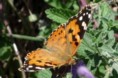 Vanessa cardui