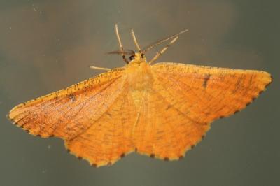 Angerona prunaria