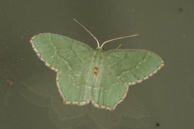Hemithea aestivaria