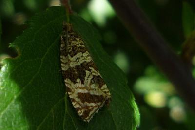 Celypha rivulana