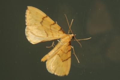 Gandaritis pyraliata