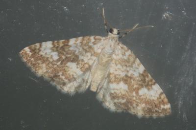 Perizoma flavofasciata