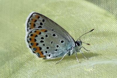Plebejus argyrognomon