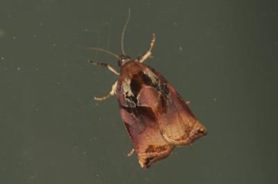 Archips podana