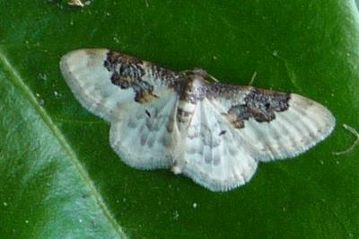 Idaea rusticata