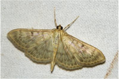 Patania ruralis