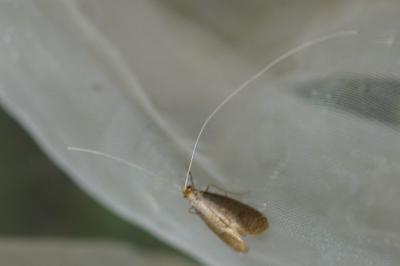 Nematopogon metaxella