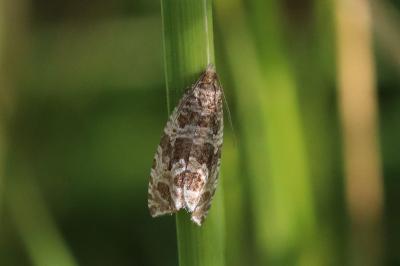 Celypha rivulana
