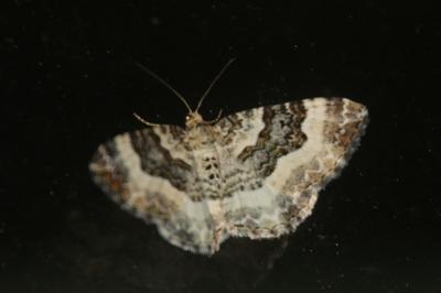 Epirrhoe rivata