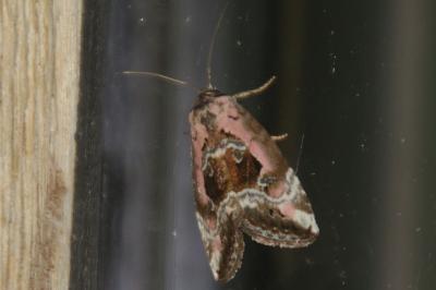 Elaphria venustula