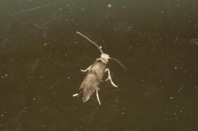 Paraswammerdamia albicapitella