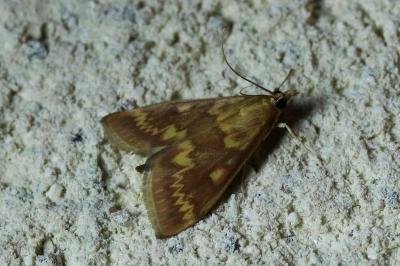 Ostrinia nubilalis