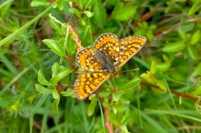 Euphydryas aurinia