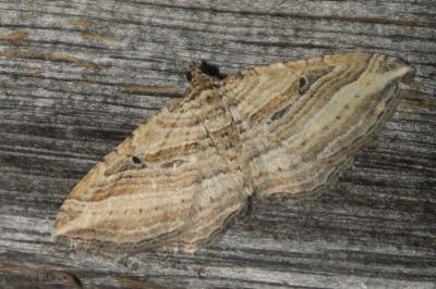 Costaconvexa polygrammata