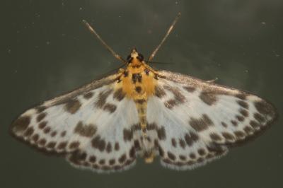 Anania hortulata