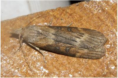 Lamoria anella