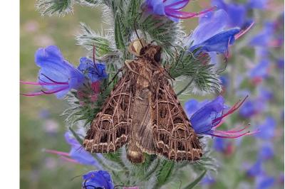 Sideridis reticulata