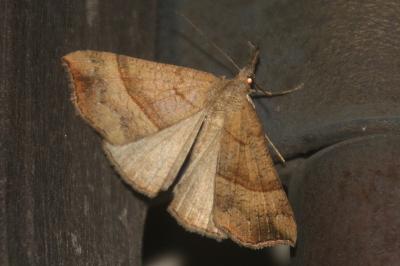 Hypena proboscidalis