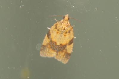 Epagoge grotiana