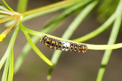 Papilio machaon