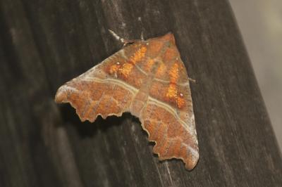 Scoliopteryx libatrix