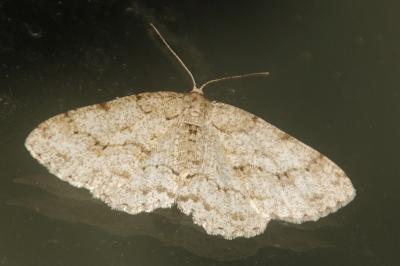 Ectropis crepuscularia