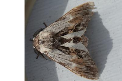 Harpyia milhauseri