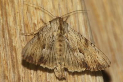 Apamea lithoxylaea