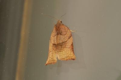 Archips podana