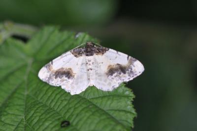Ligdia adustata