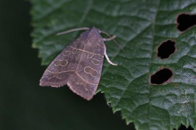 Ipimorpha subtusa