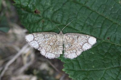 Stegania cararia
