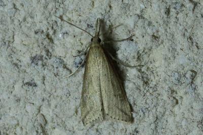 Donacaula forficella