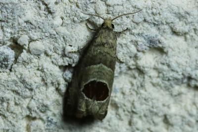 Notocelia uddmanniana