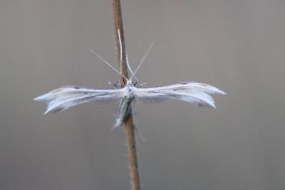 Merrifieldia baliodactyla