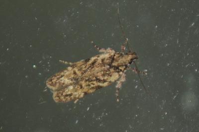 Psoricoptera gibbosella