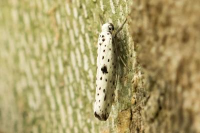 Yponomeuta plumbella