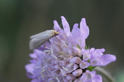 Eurhodope cirrigerella